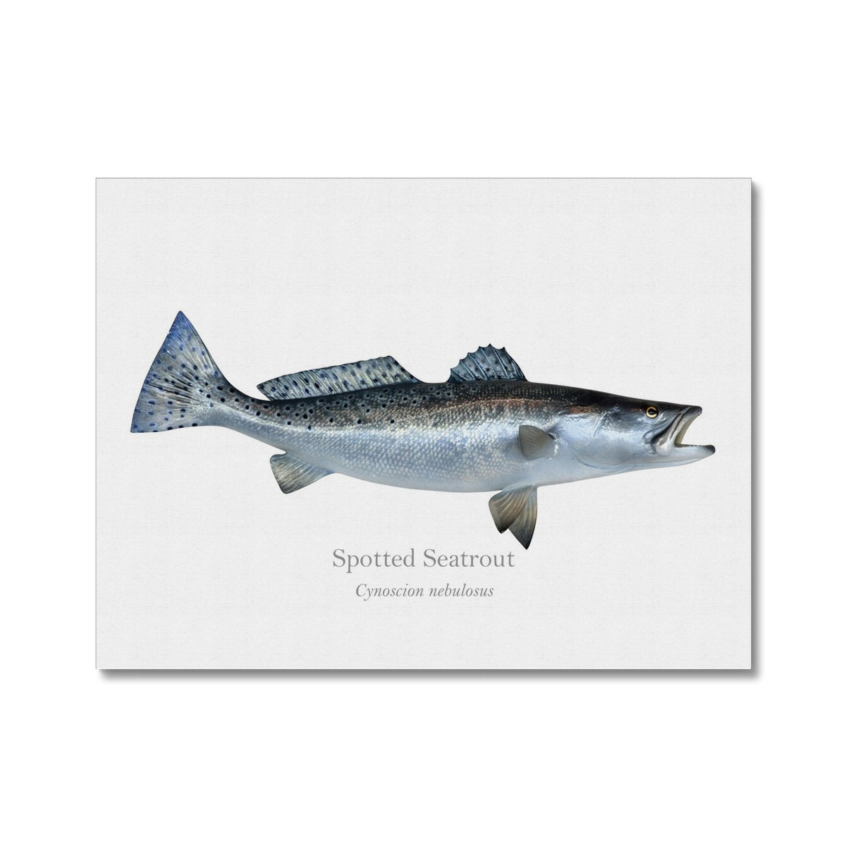 Spotted Seatrout - Canvas Print - With Scientific Name - madfishlab.com