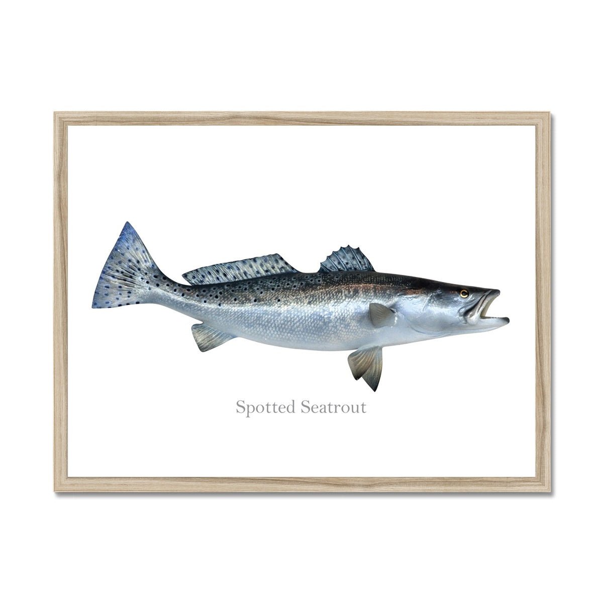 Spotted Seatrout - Framed Print - madfishlab.com