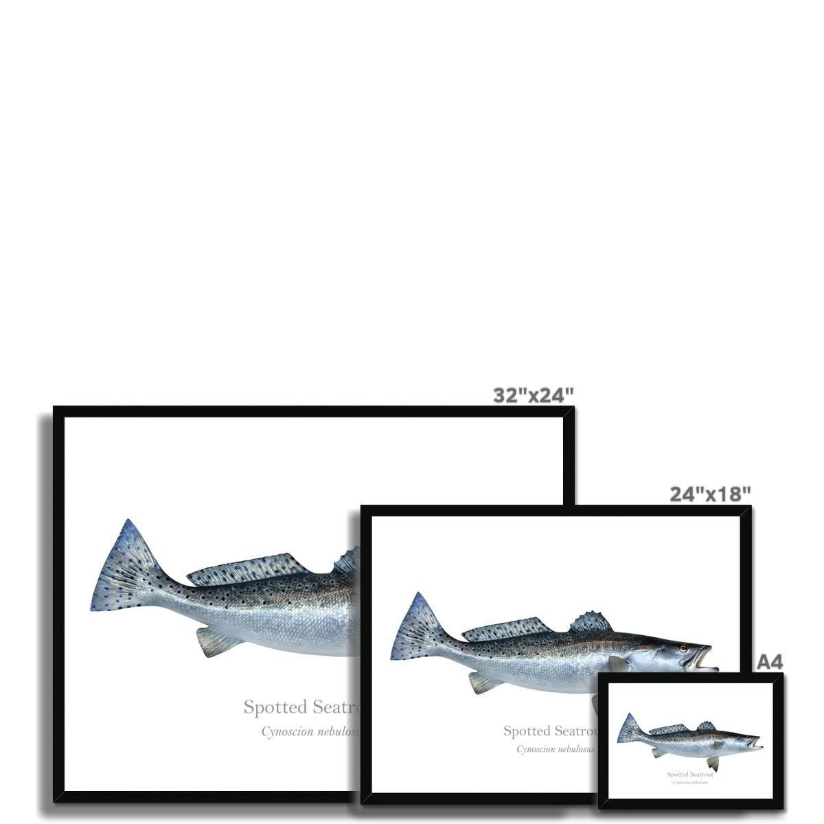 Spotted Seatrout - Framed Print - With Scientific Name - madfishlab.com