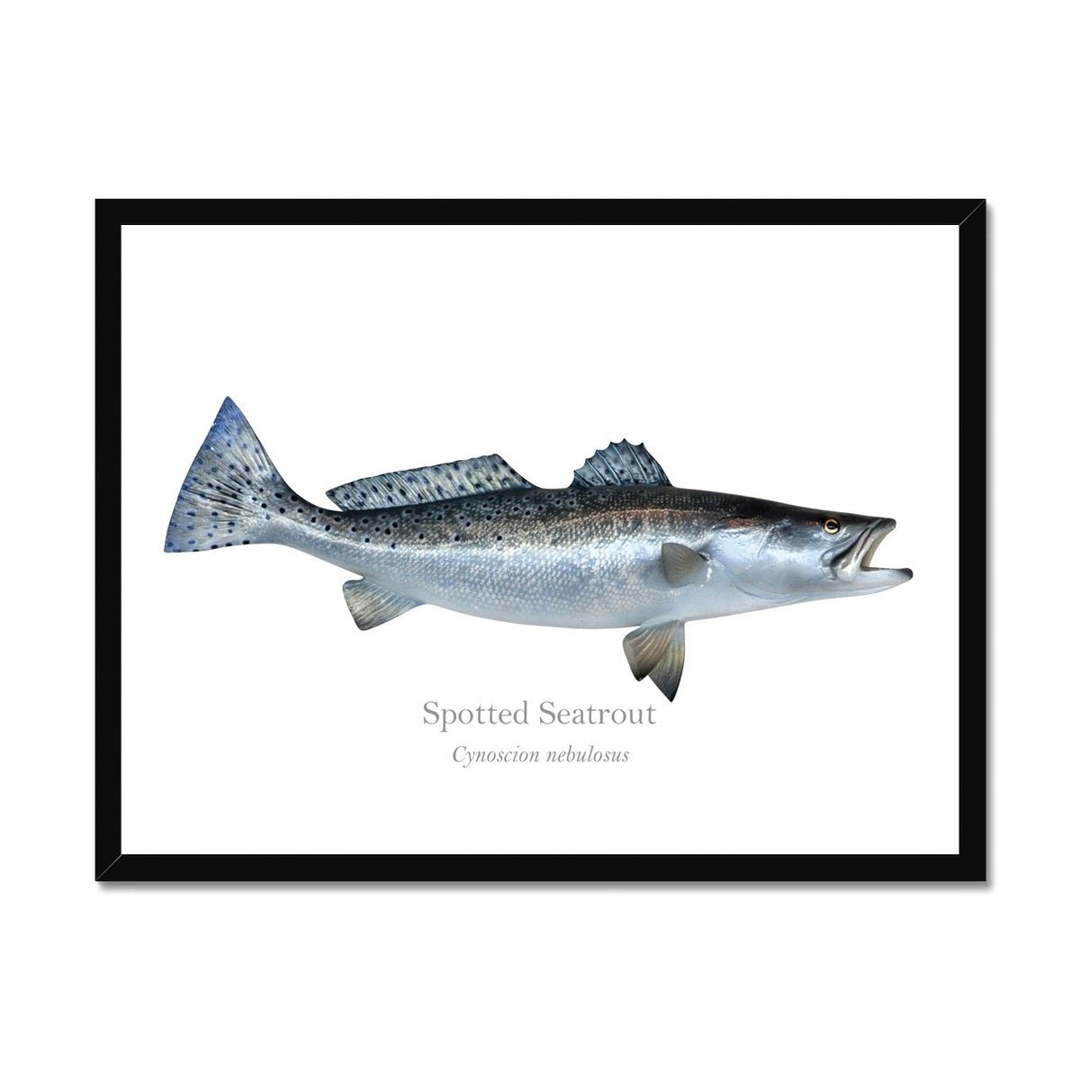 Spotted Seatrout - Framed Print - With Scientific Name - madfishlab.com