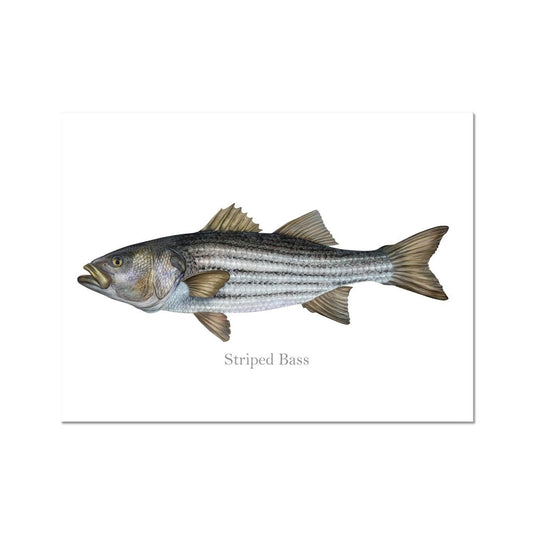 Striped Bass - Art Print - madfishlab.com
