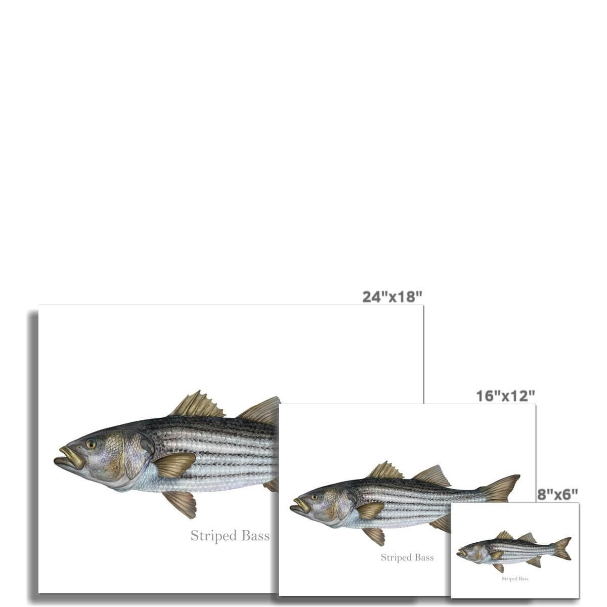 Striped Bass - Art Print - madfishlab.com