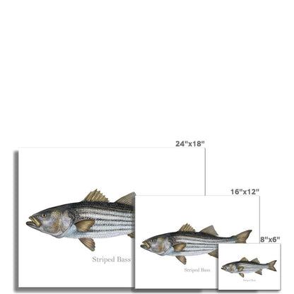 Striped Bass - Art Print - madfishlab.com