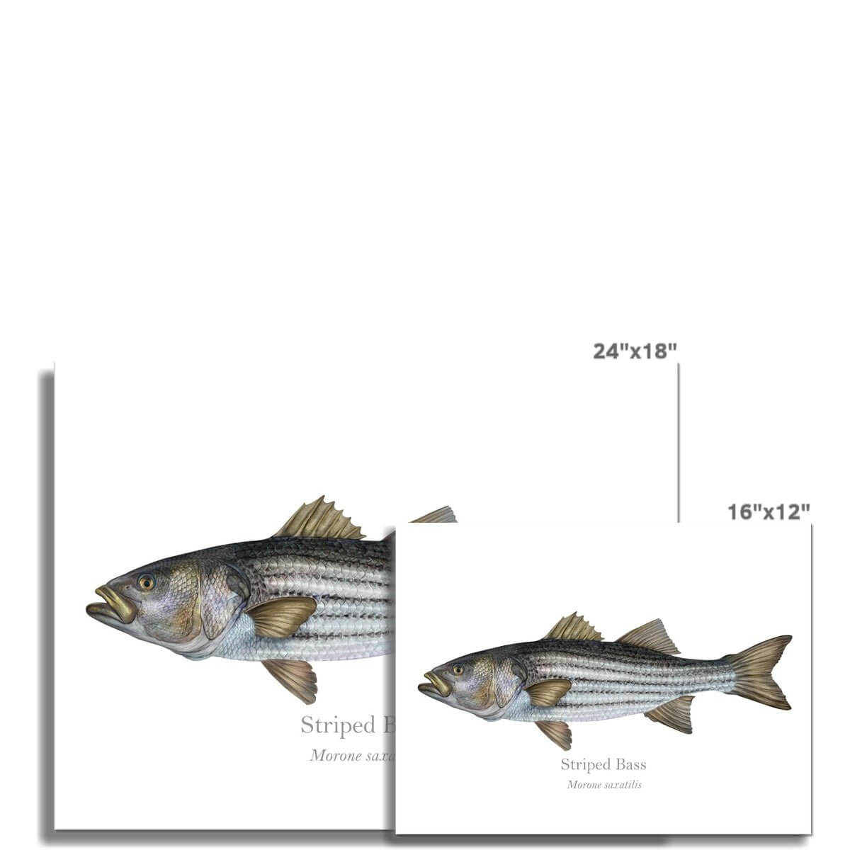 Striped Bass - Art Print - With Scientific Name - madfishlab.com