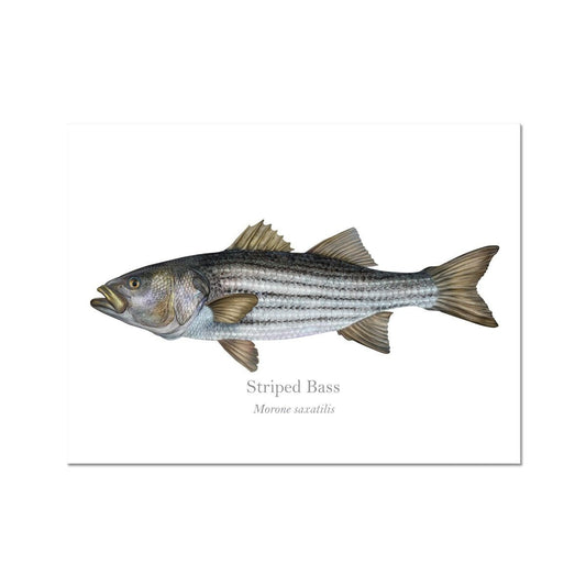 Striped Bass - Art Print - With Scientific Name - madfishlab.com