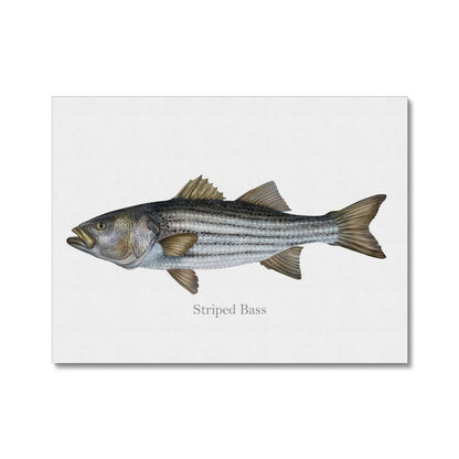 Striped Bass - Canvas Print - madfishlab.com