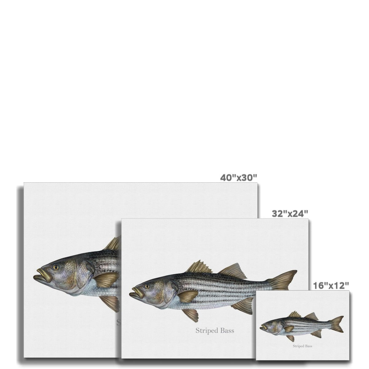 Striped Bass - Canvas Print - madfishlab.com