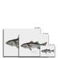 Striped Bass - Canvas Print - With Scientific Name - madfishlab.com
