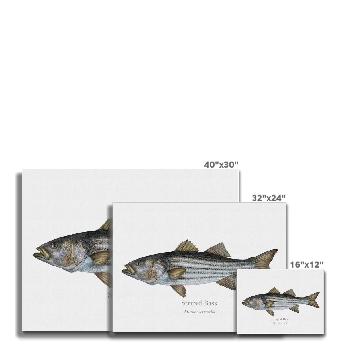 Striped Bass - Canvas Print - With Scientific Name - madfishlab.com