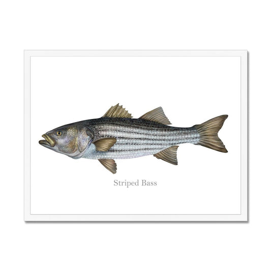 Striped Bass - Framed Print - madfishlab.com