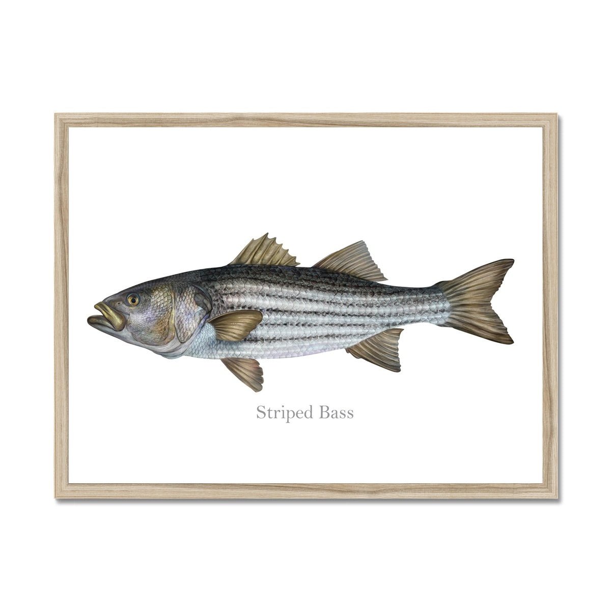 Striped Bass - Framed Print - madfishlab.com