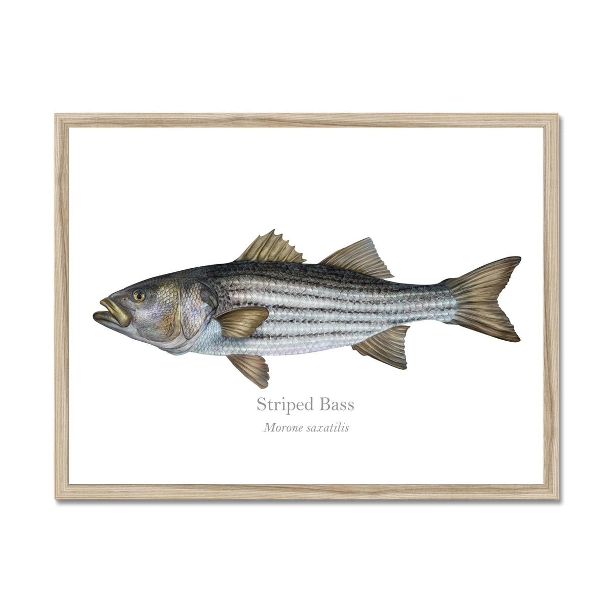 Striped Bass - Framed Print - With Scientific Name - madfishlab.com