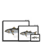 Striped Bass - Framed Print - With Scientific Name - madfishlab.com