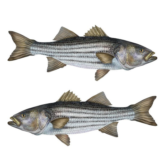 Striped Bass Large Decals, Stickers | 16-60" | Left/Right Facing - madfishlab.com