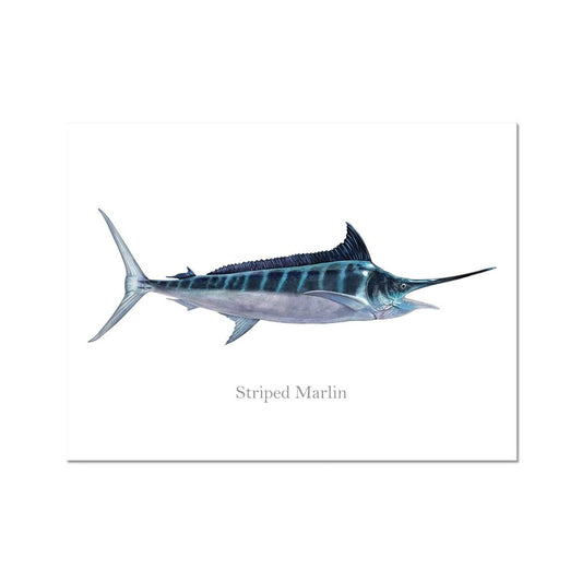 Striped Marlin - Art Print - madfishlab.com