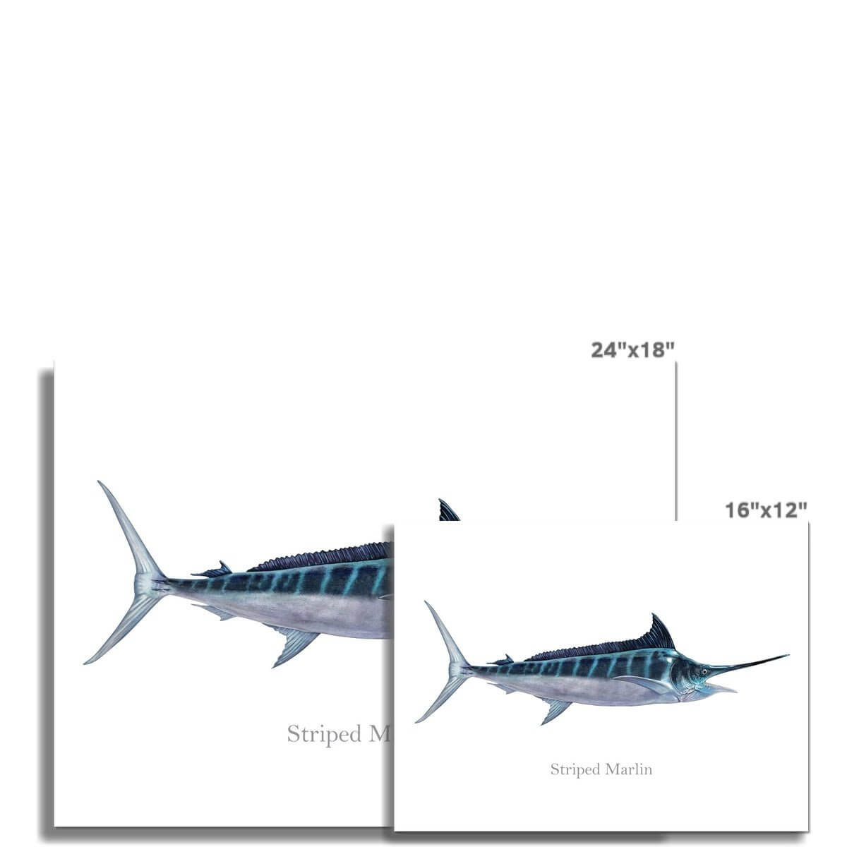 Striped Marlin - Art Print - madfishlab.com