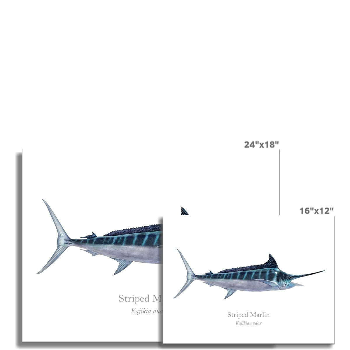 Striped Marlin - Art Print - With Scientific Name - madfishlab.com