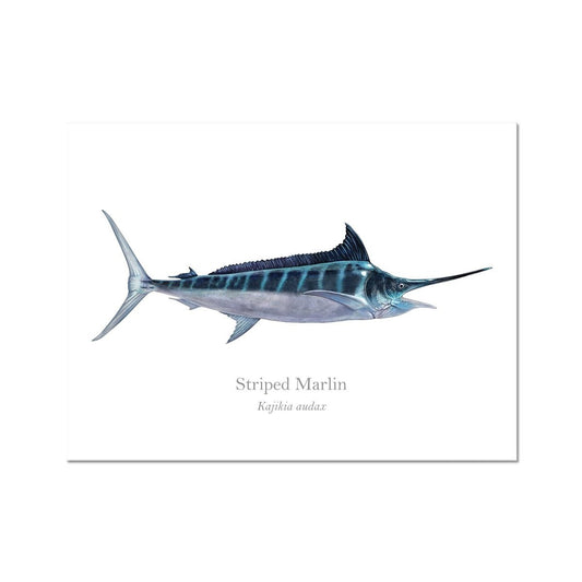 Striped Marlin - Art Print - With Scientific Name - madfishlab.com