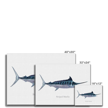 Striped Marlin - Canvas Print - madfishlab.com