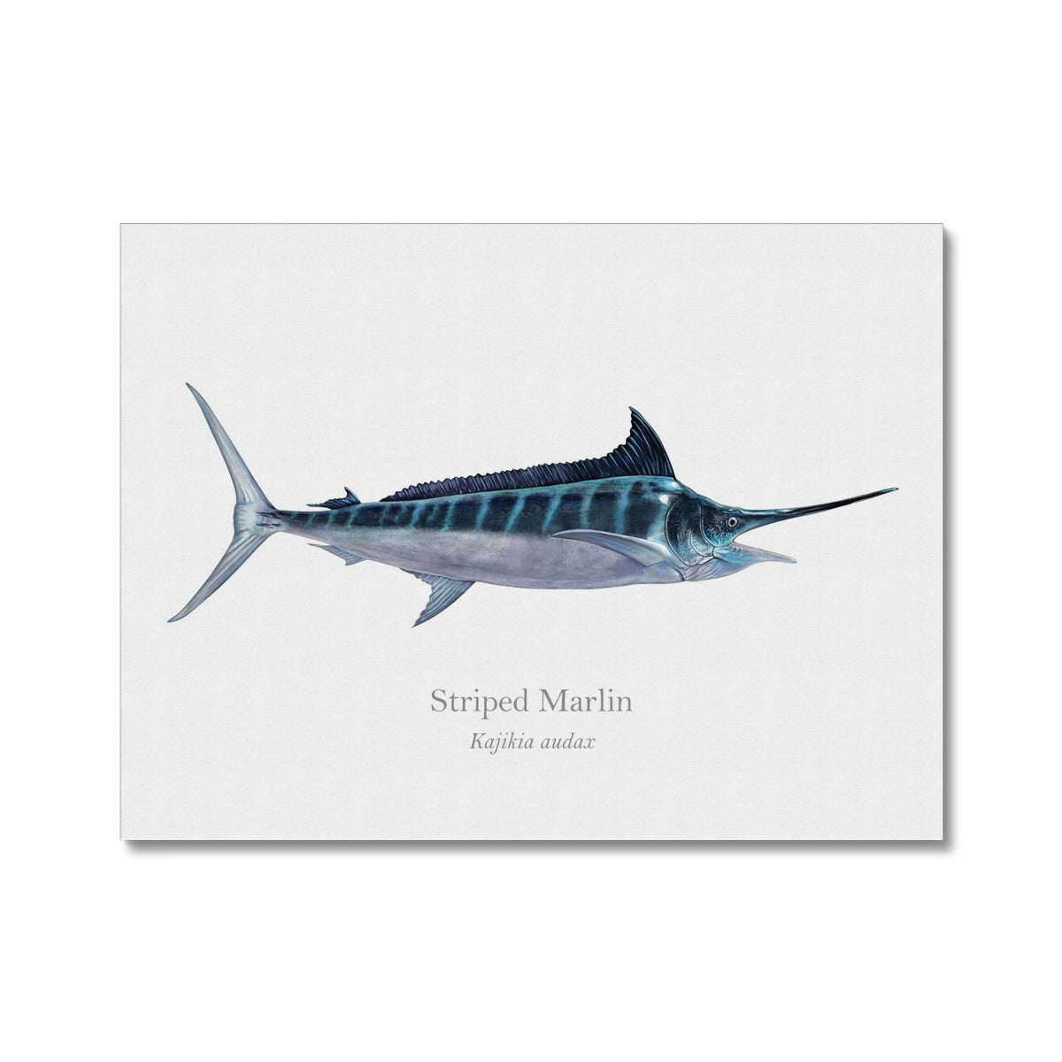 Striped Marlin - Canvas Print - With Scientific Name - madfishlab.com