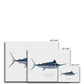 Striped Marlin - Canvas Print - With Scientific Name - madfishlab.com