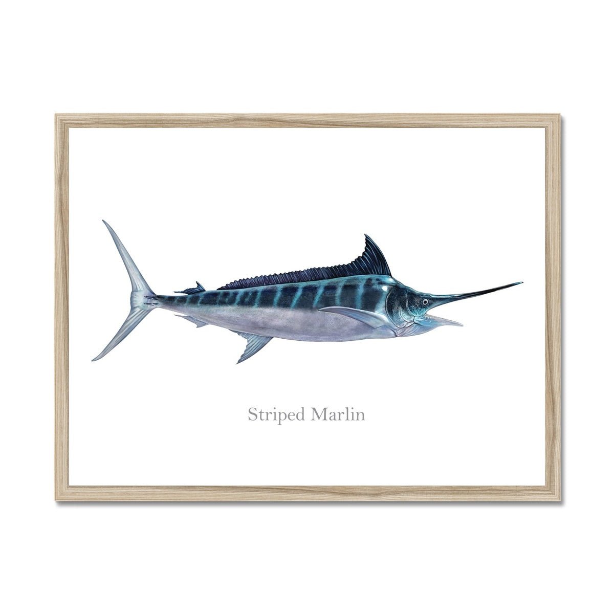 Striped Marlin - Framed Print - madfishlab.com