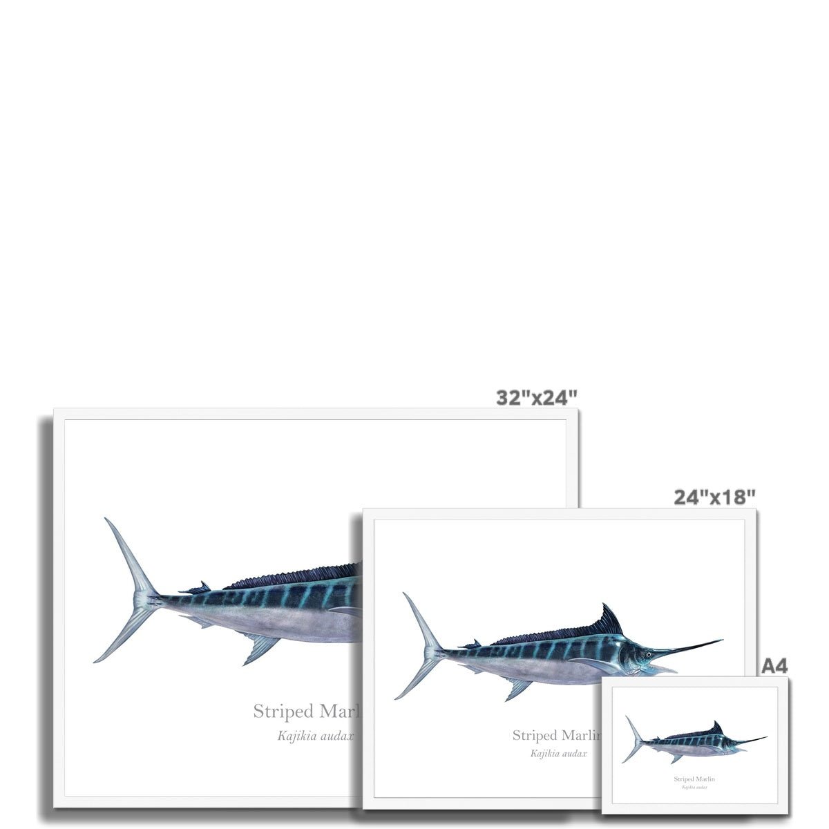 Striped Marlin - Framed Print - With Scientific Name - madfishlab.com
