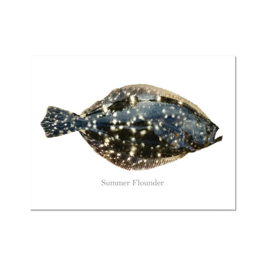 Summer Flounder - Art Print - madfishlab.com
