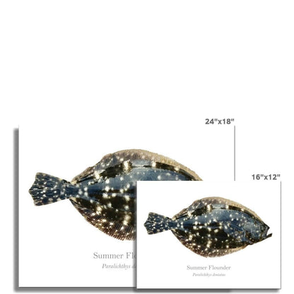 Summer Flounder - Art Print - With Scientific Name - madfishlab.com