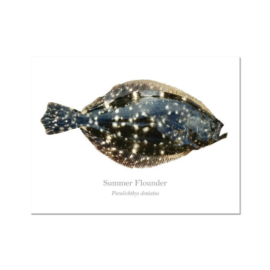 Summer Flounder - Art Print - With Scientific Name - madfishlab.com