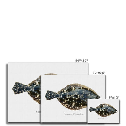 Summer Flounder - Canvas Print - madfishlab.com