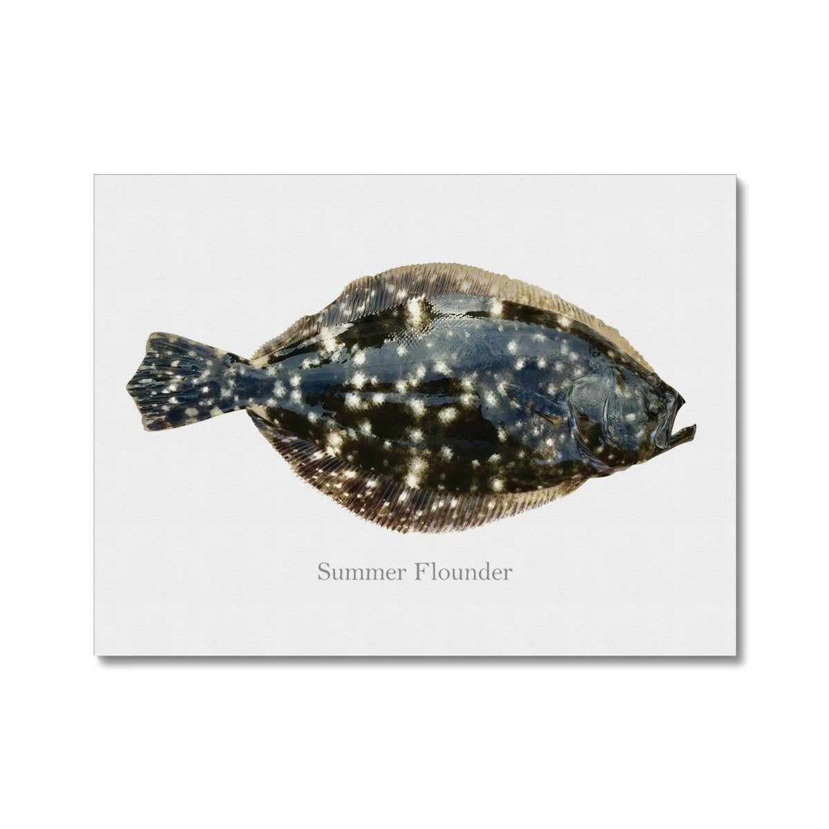 Summer Flounder - Canvas Print - madfishlab.com