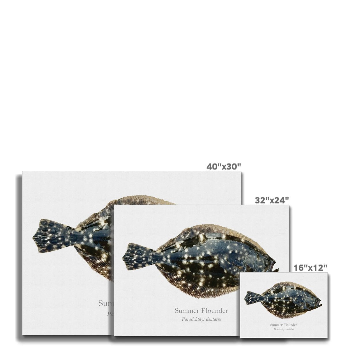 Summer Flounder - Canvas Print - With Scientific Name - madfishlab.com