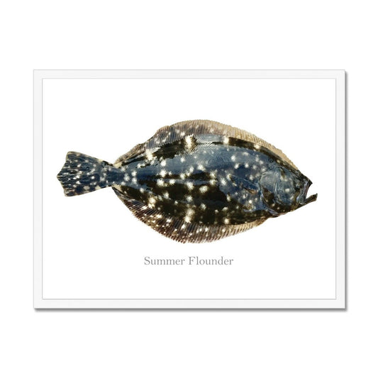 Summer Flounder - Framed Print - madfishlab.com