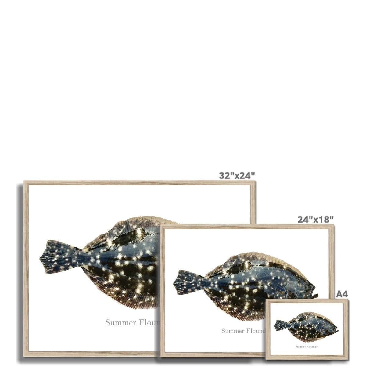 Summer Flounder - Framed Print - madfishlab.com