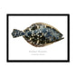 Summer Flounder - Framed Print - With Scientific Name - madfishlab.com