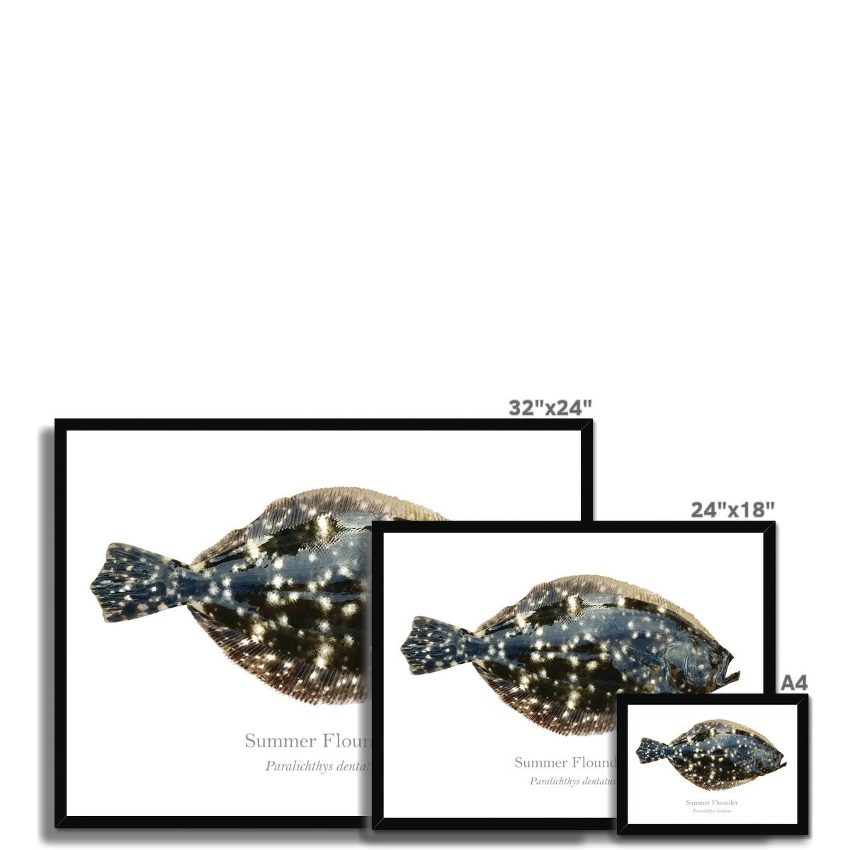 Summer Flounder - Framed Print - With Scientific Name - madfishlab.com