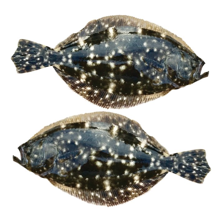 Summer Flounder Large Decals, Stickers | 16-60" | Left/Right Facing - madfishlab.com