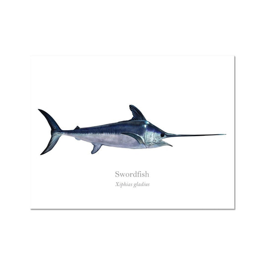 Swordfish - Art Print - With Scientific Name - madfishlab.com