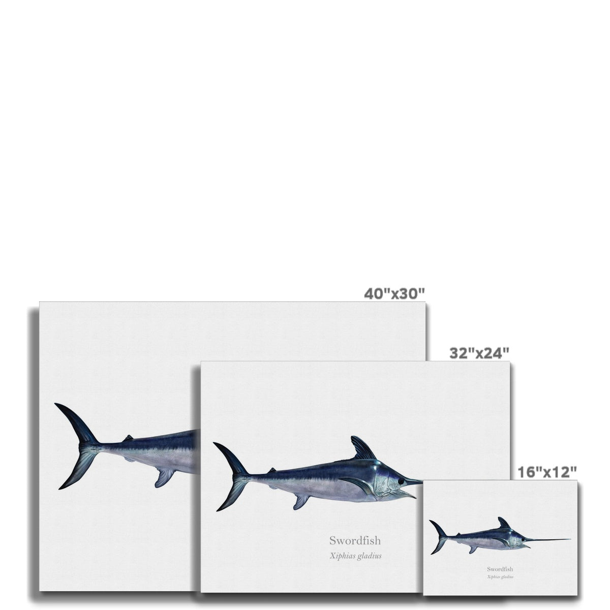 Swordfish - Canvas Print - With Scientific Name - madfishlab.com
