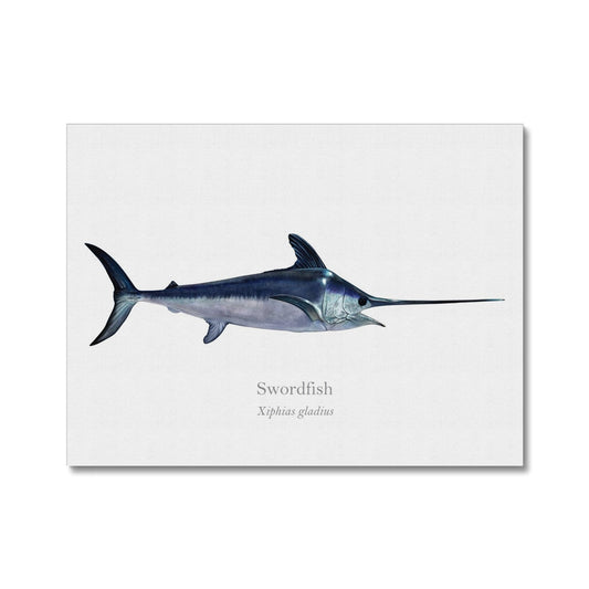 Swordfish - Canvas Print - With Scientific Name - madfishlab.com