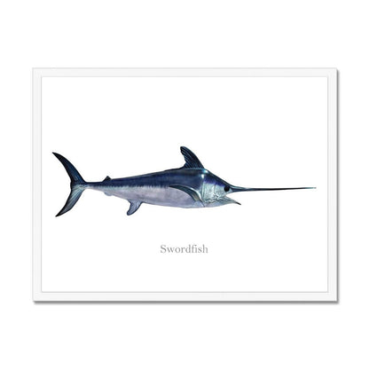 Swordfish - Framed Print - madfishlab.com