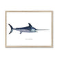 Swordfish - Framed Print - madfishlab.com