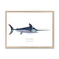 Swordfish - Framed Print - With Scientific Name - madfishlab.com