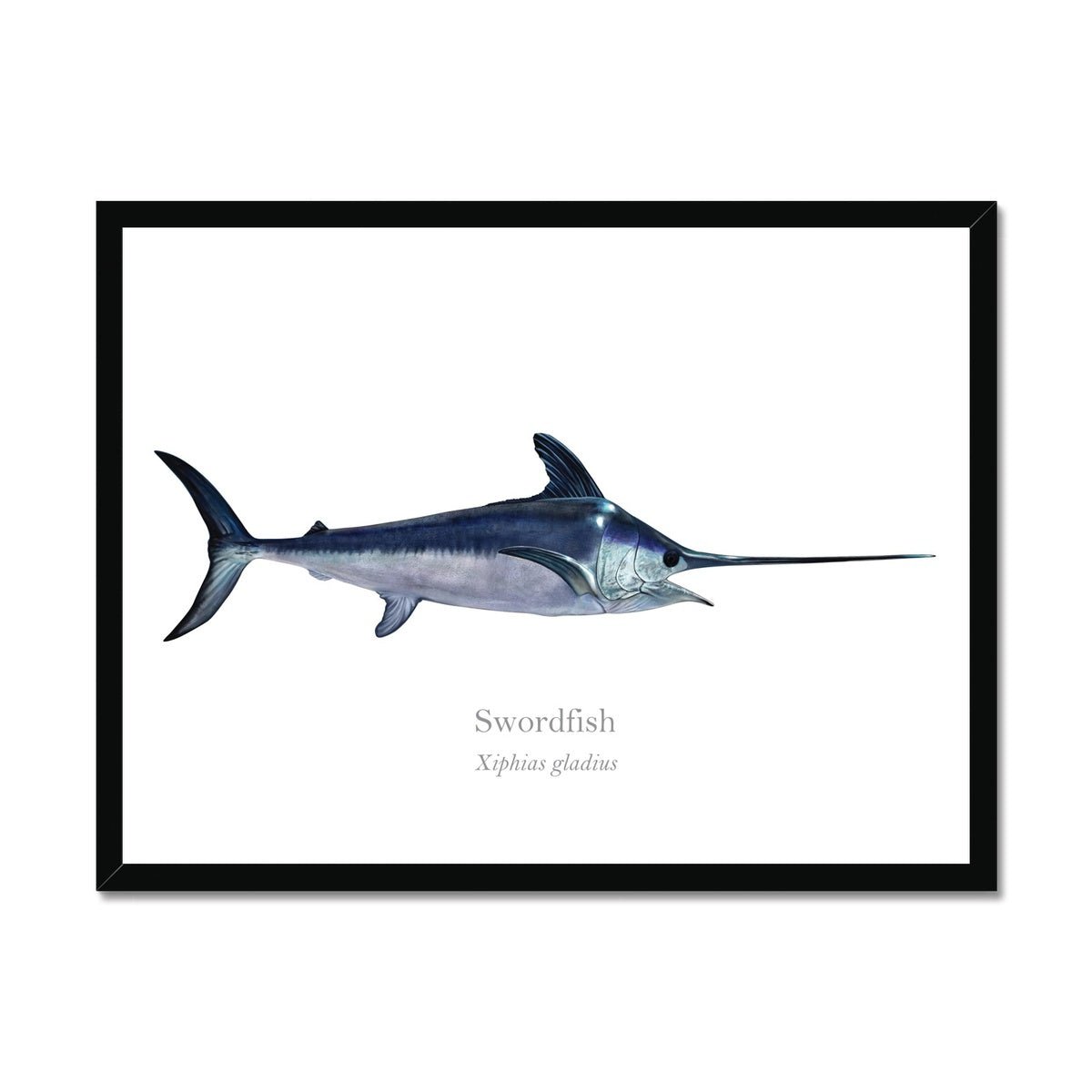 Swordfish - Framed Print - With Scientific Name - madfishlab.com