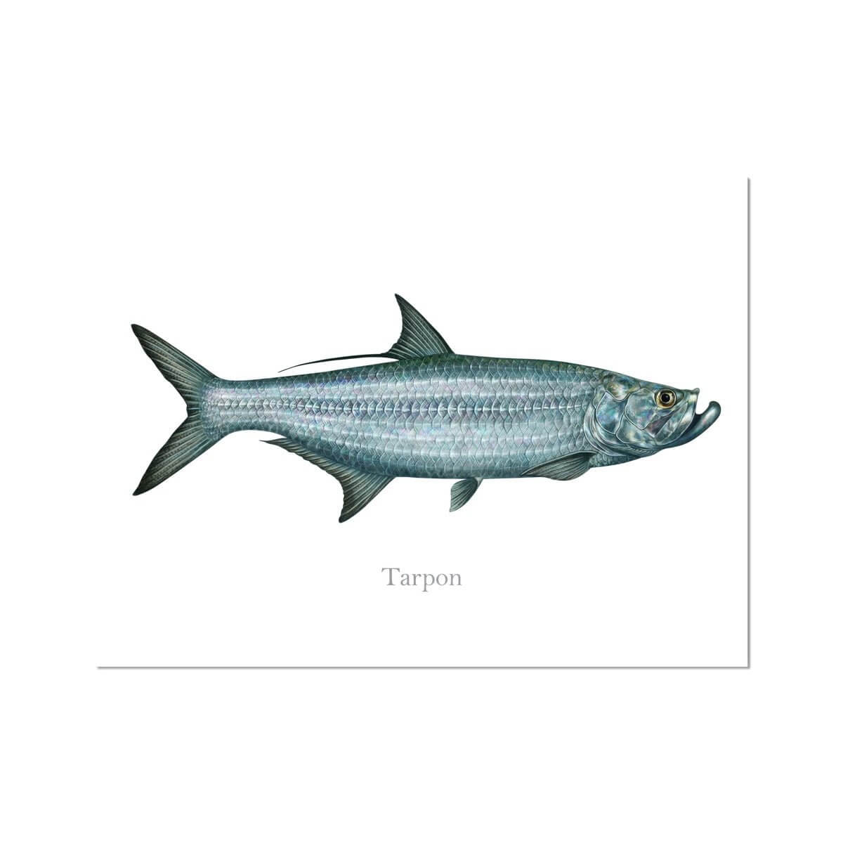 Tarpon - Art Print - madfishlab.com