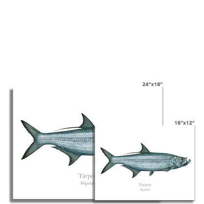 Tarpon - Art Print - With Scientific Name - madfishlab.com