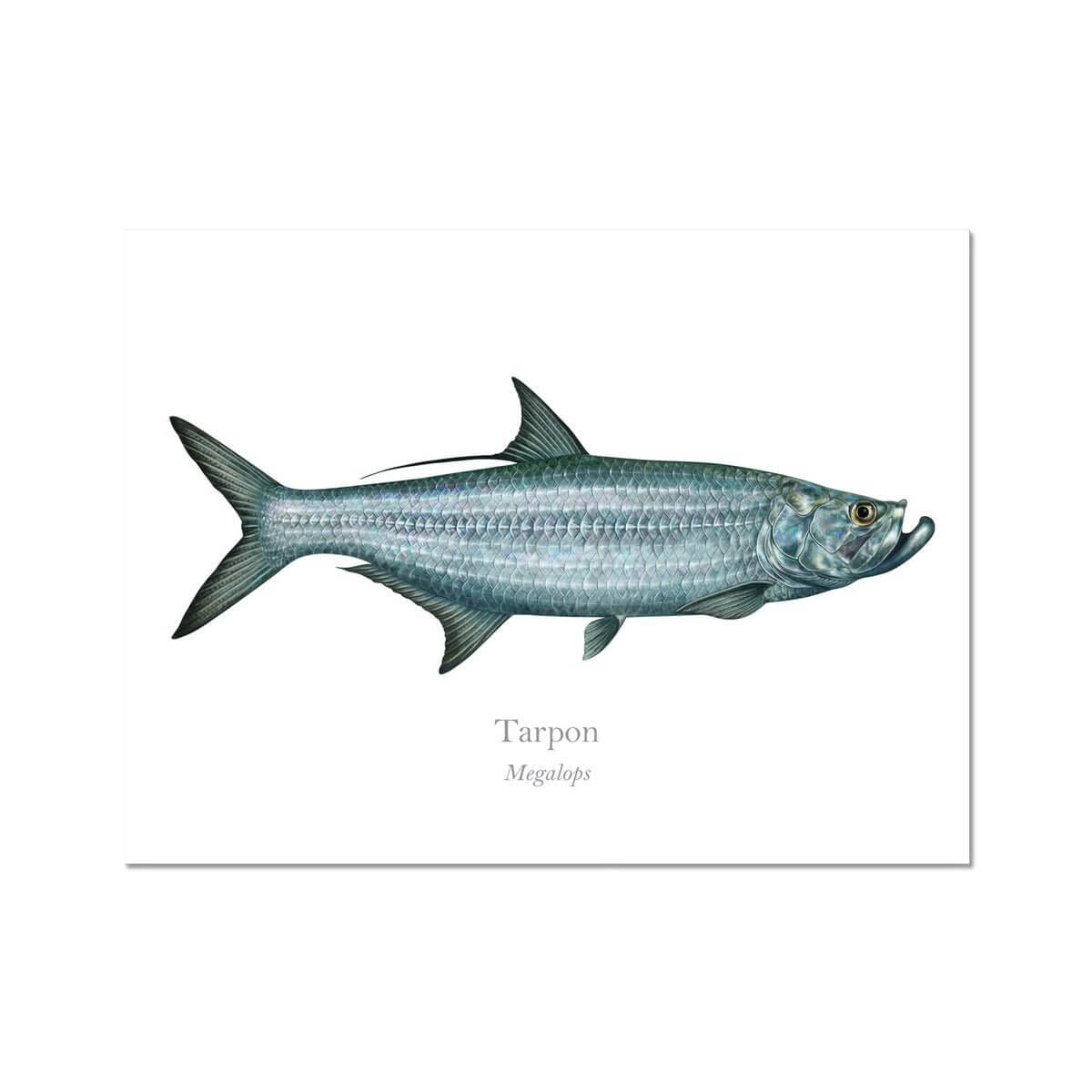 Tarpon - Art Print - With Scientific Name - madfishlab.com