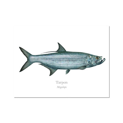 Tarpon - Art Print - With Scientific Name - madfishlab.com