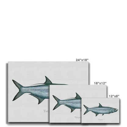 Tarpon - Canvas Print - madfishlab.com